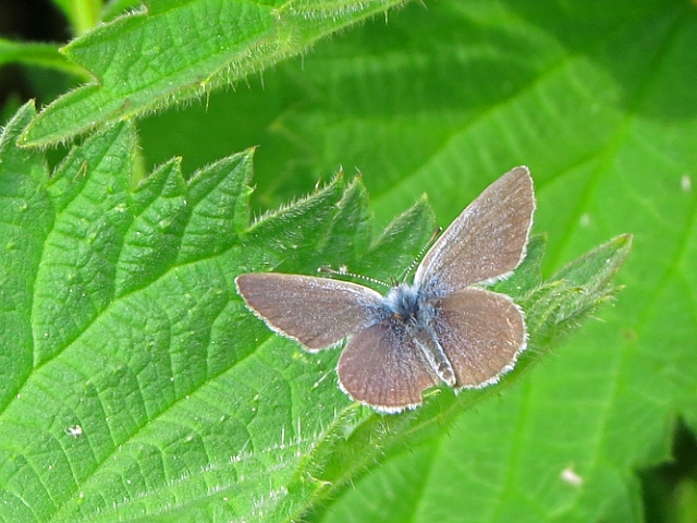 19 05 16_6540_edited-1.jpg - COMMON BLUE - WORTH MATRAVERS, ISLE OF PURBECK, DORSET - 19.5.16